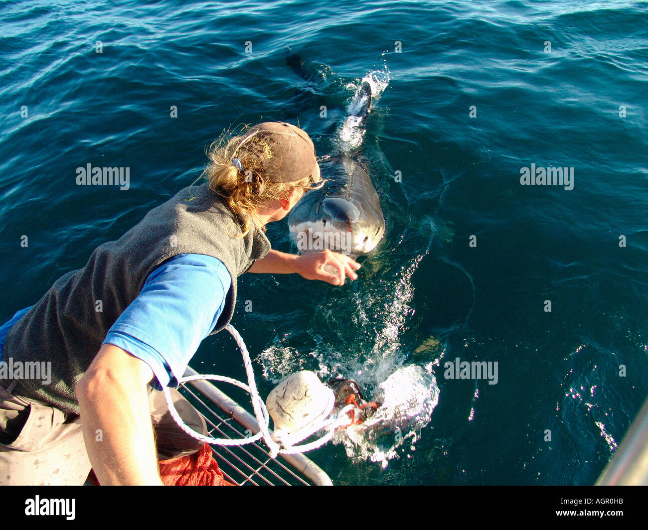 Great White Shark / White Pointer Stock Photo Alamy