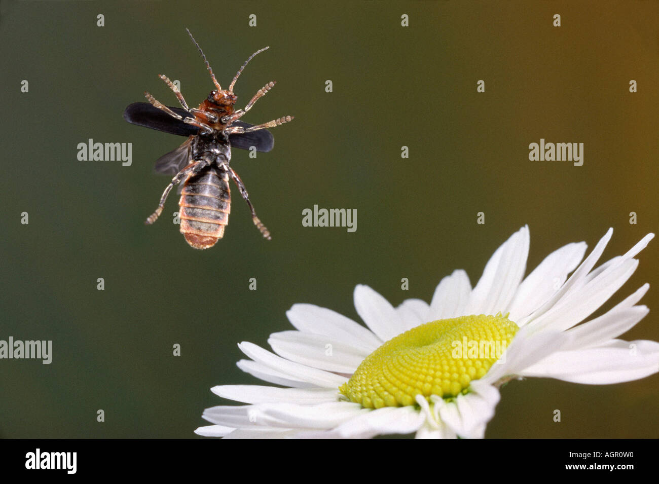 Common Cantharid / Common Soldier Beetle / Gemeiner Weichkaefer Stock Photo