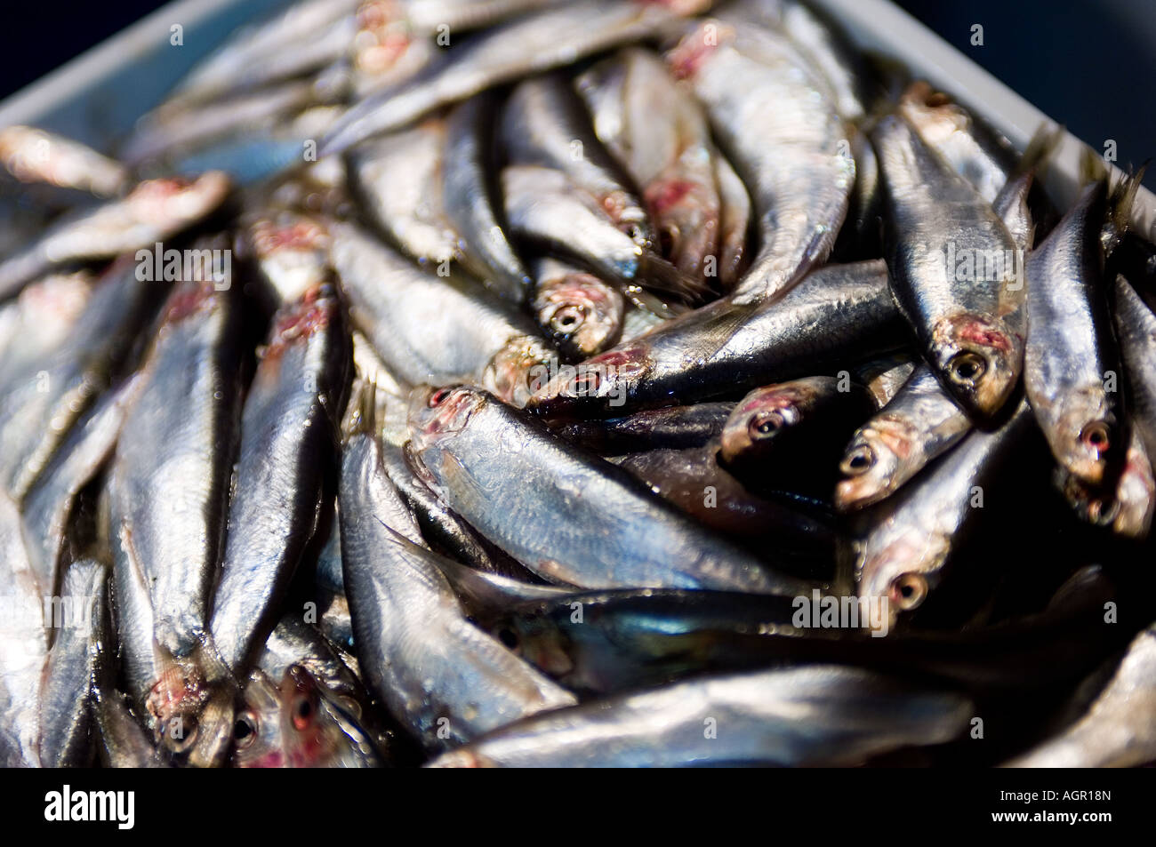 PIC BY DAVID BURGES A variety of fish at the fish market Birmingham