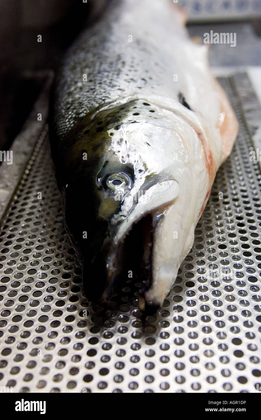 PIC BY DAVID BURGES A variety of fish at the fish market Birmingham Stock Photo Alamy