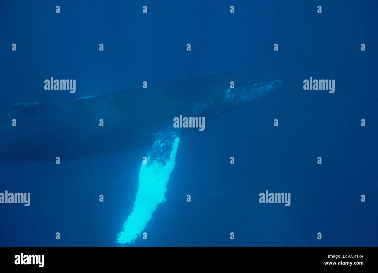 Adult male whale hi-res stock photography and images - Alamy