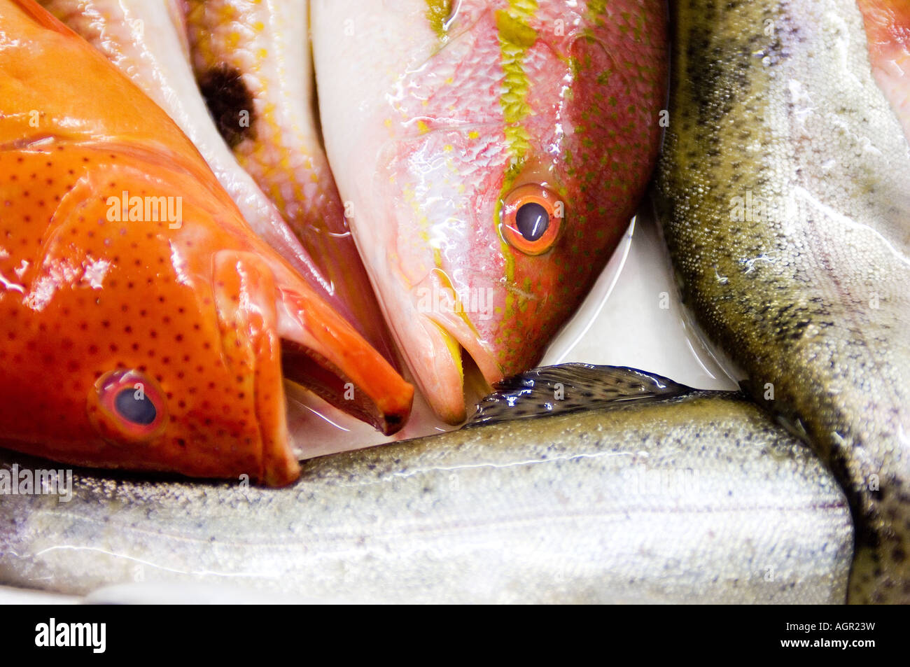 PIC BY DAVID BURGES A variety of fish at the fish market Birmingham