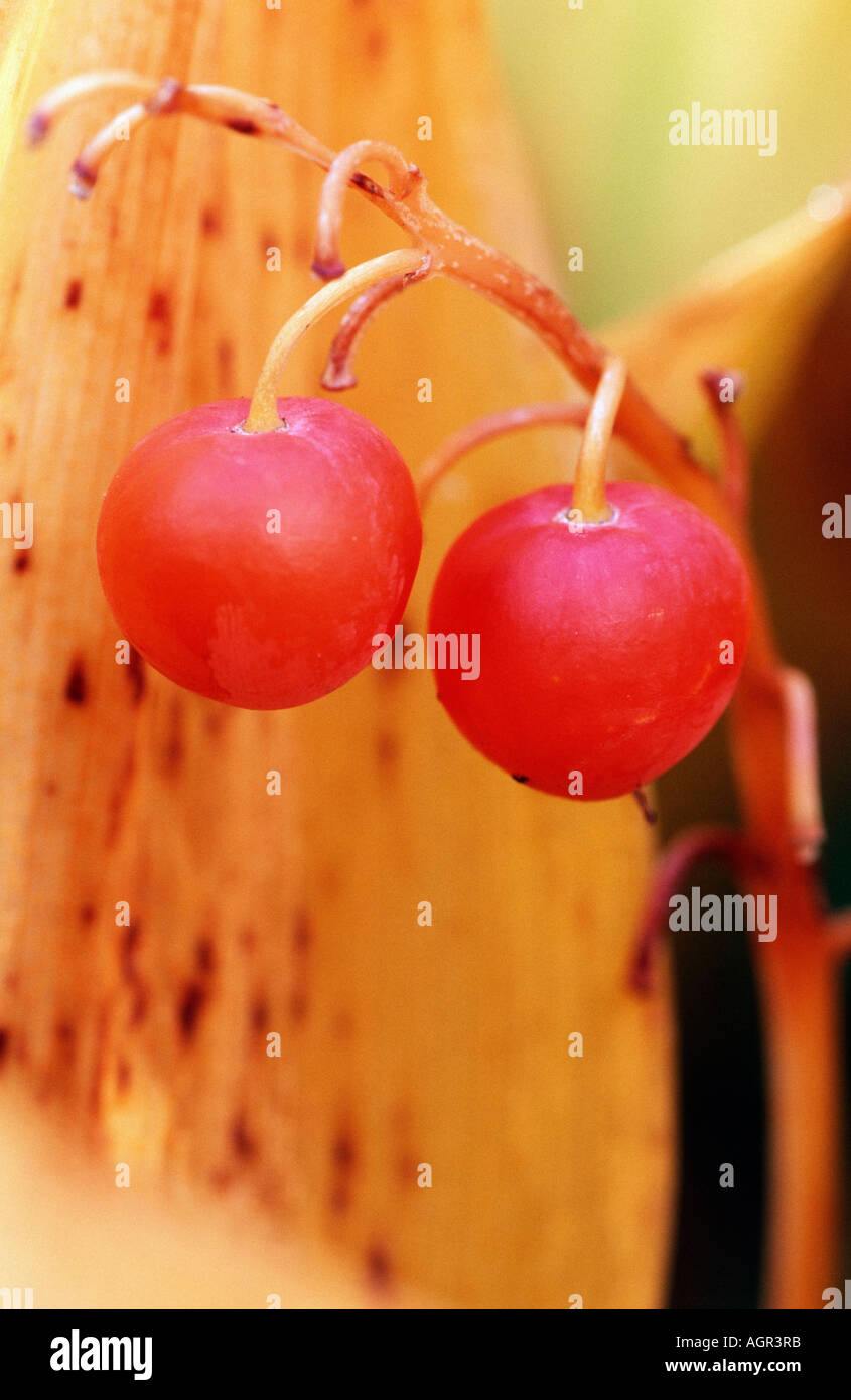 Lily of the Valley Stock Photo Alamy