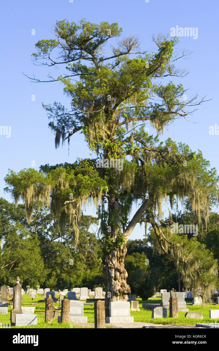 Moss covered tree in cemetery Stock Photo - Alamy