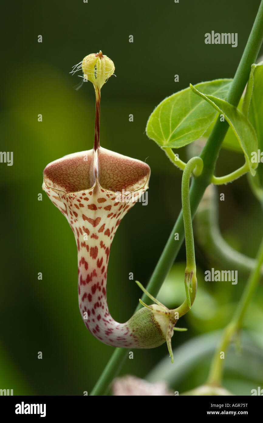 Flower of Ceropegia haygarthii, sometimes known as Lantern Plant Stock Photo
