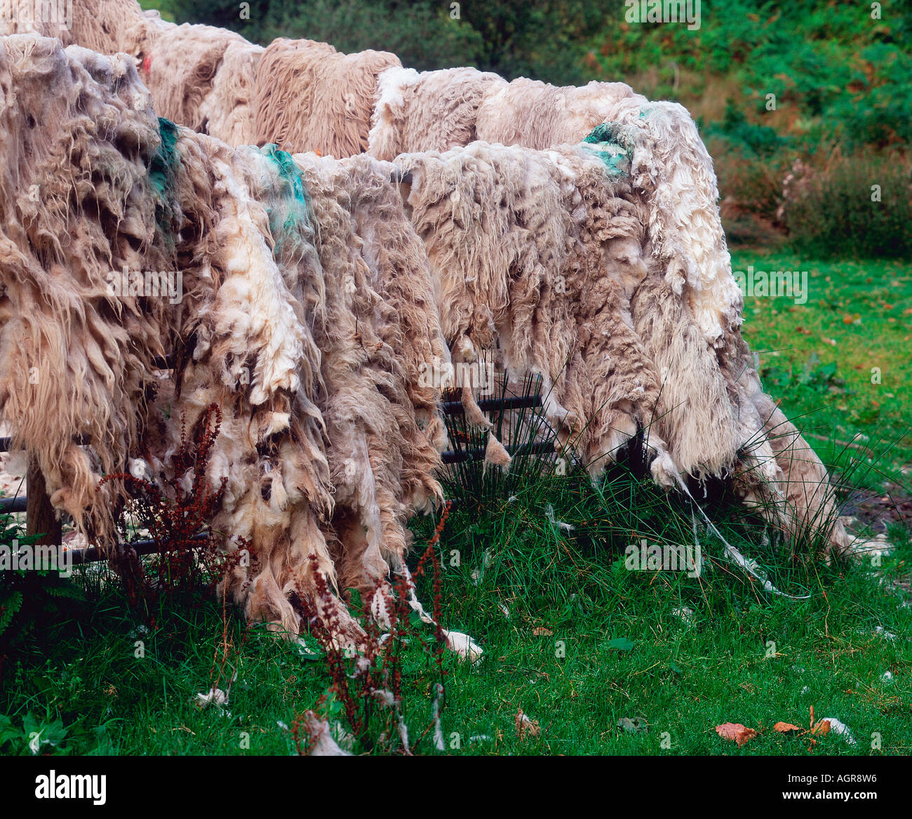 Domestic Sheep fleece Stock Photo Alamy