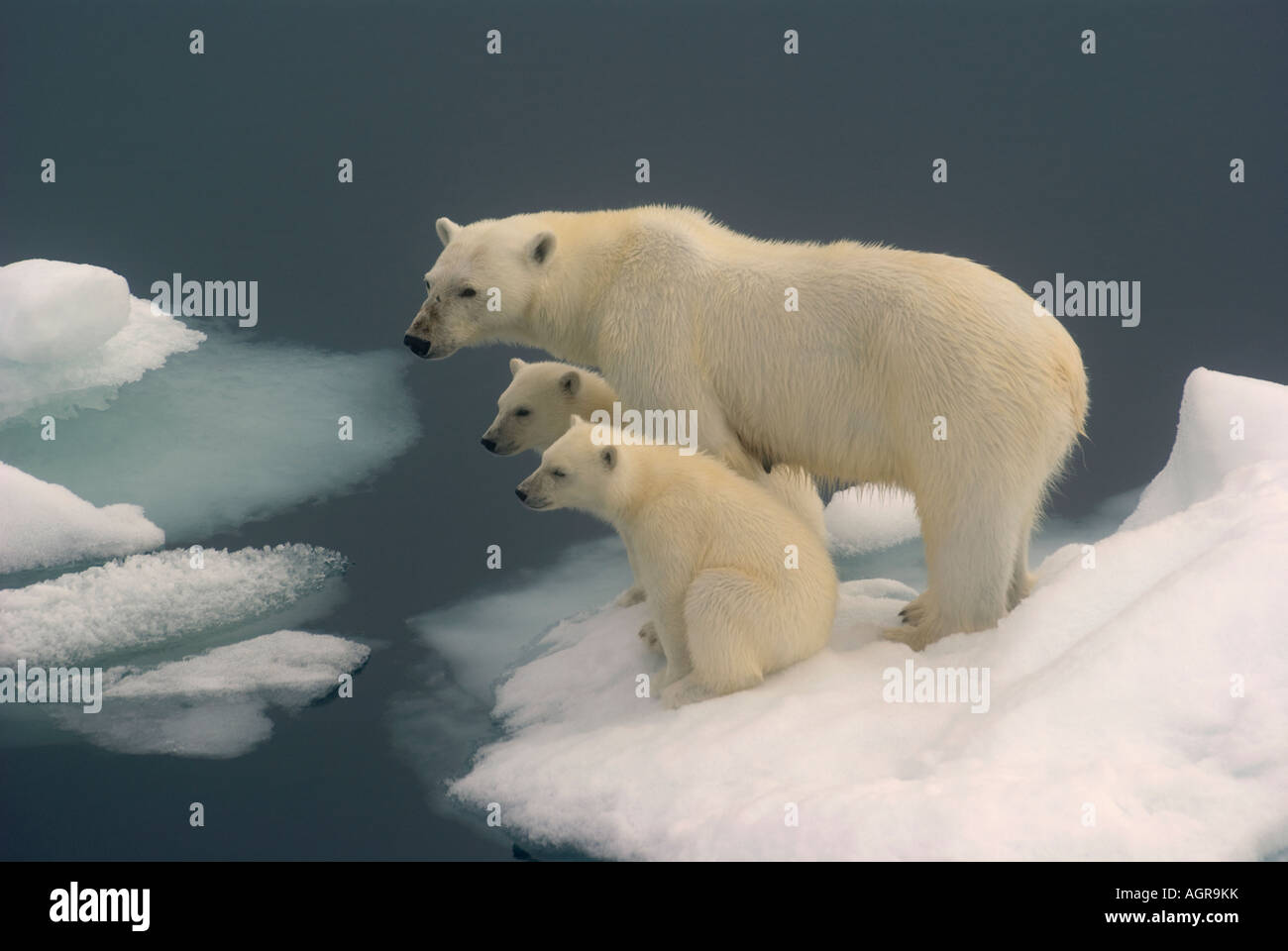Polar bear family, Hinlopen Strait,Svalbard Stock Photo