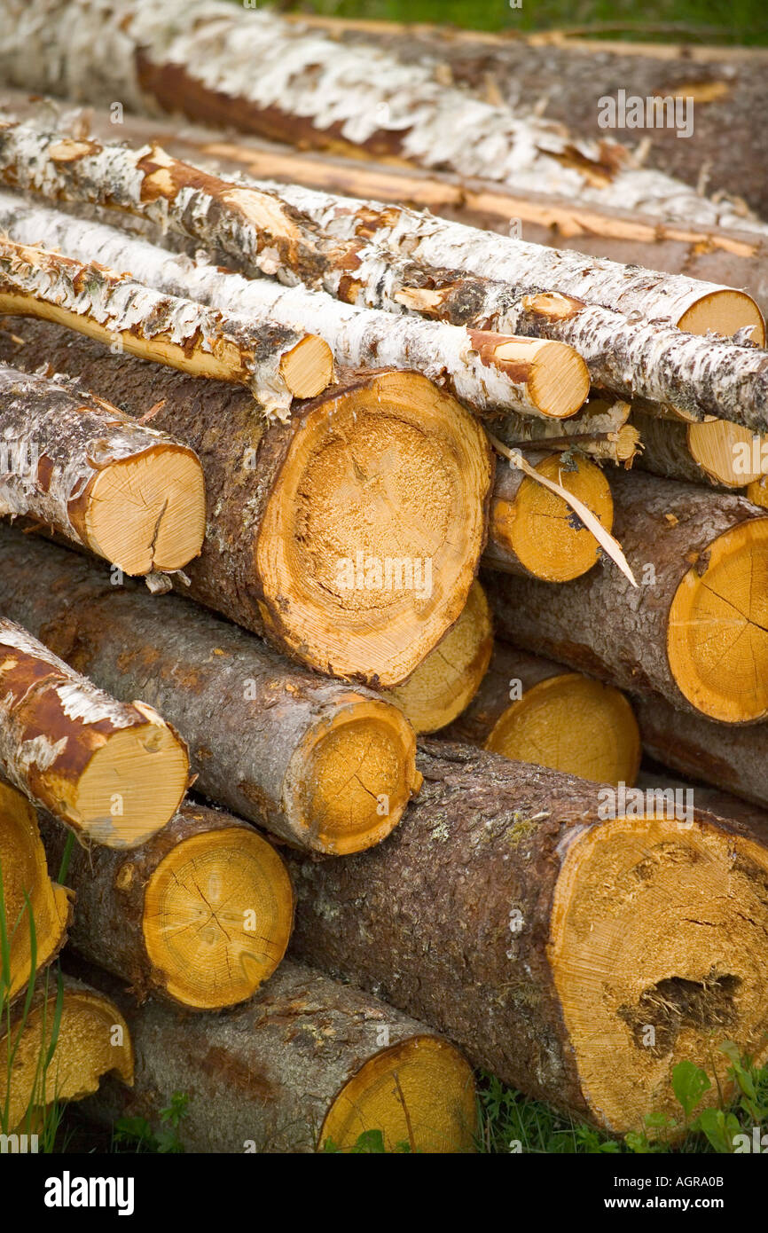 Stacked Tree Logs near Torsby in Varmland County Sweden Stock Photo