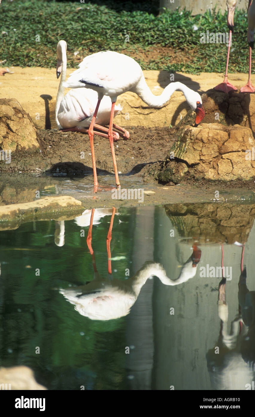Flamingo Phoenicopterus Ruber Roseus Bali Indonesia Stock Photo