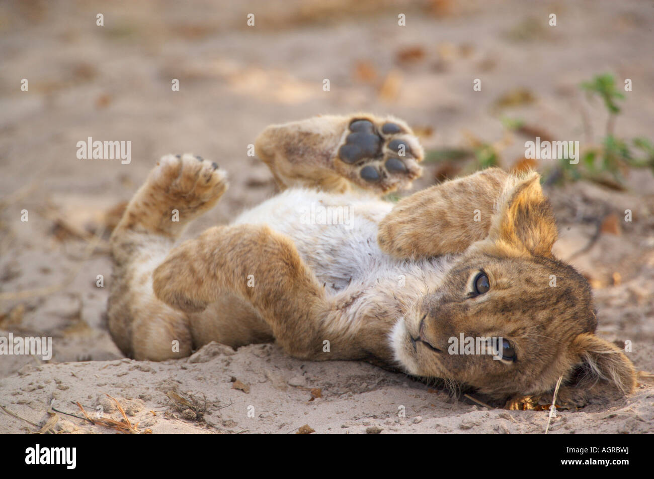 Lion cub in nature hi-res stock photography and images - Alamy