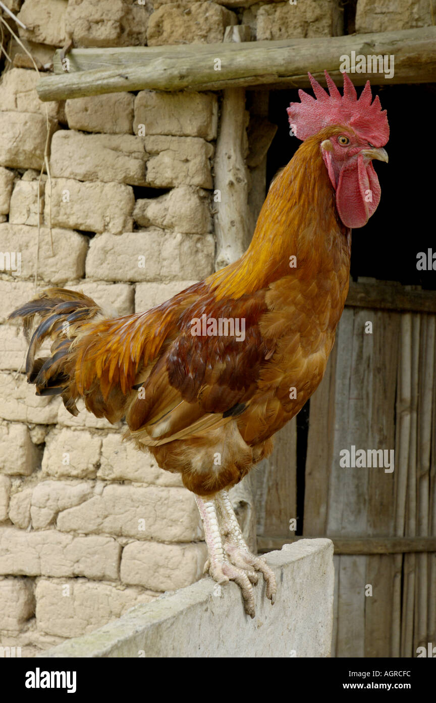 Portrait of a rooster perching next to a barn Stock Photo