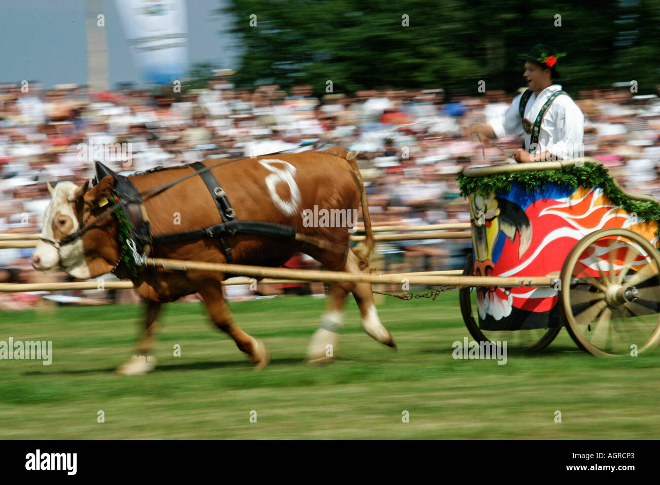 Oxen races / Bichl Stock Photo
