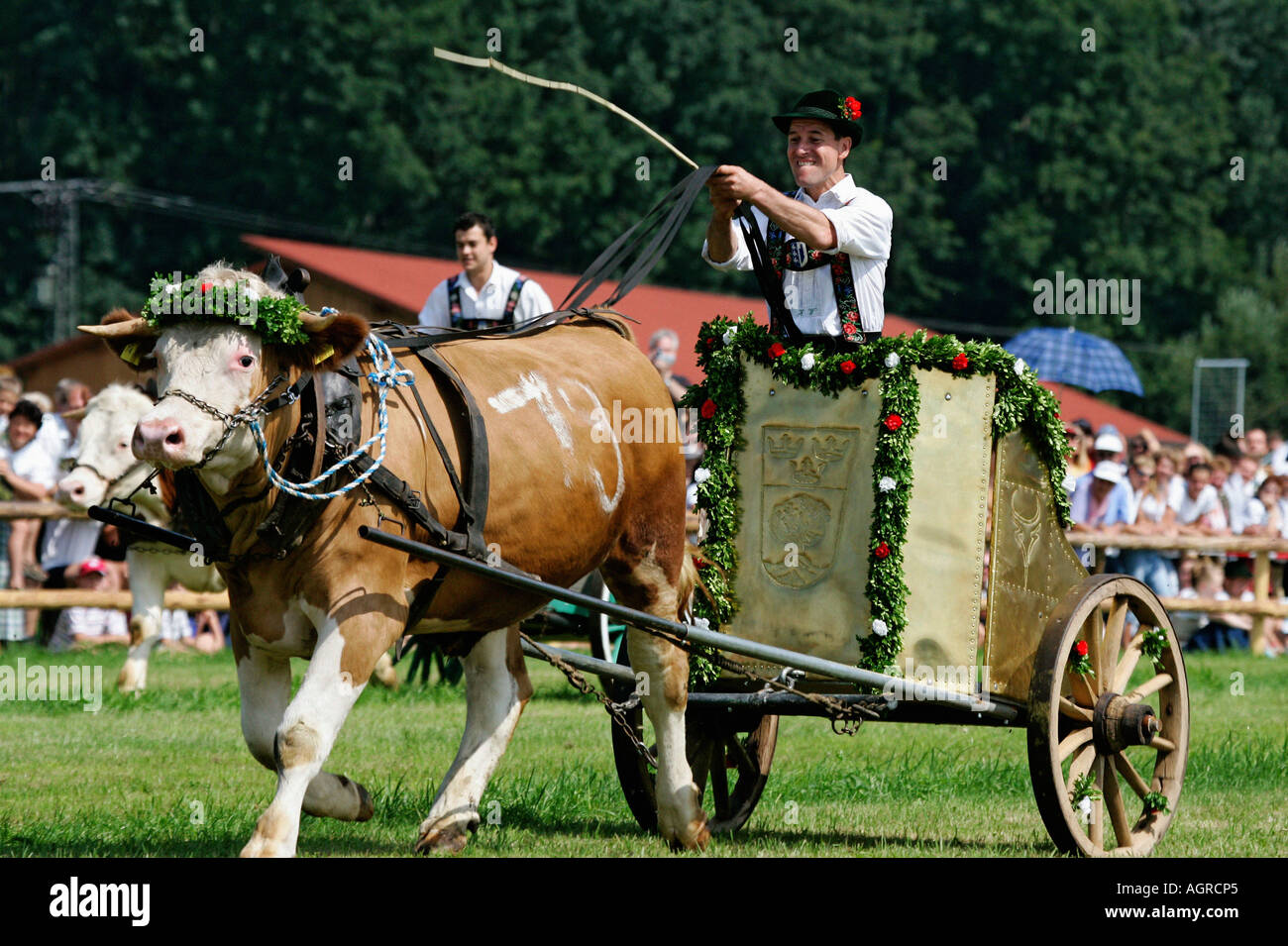 Oxen races / Bichl Stock Photo