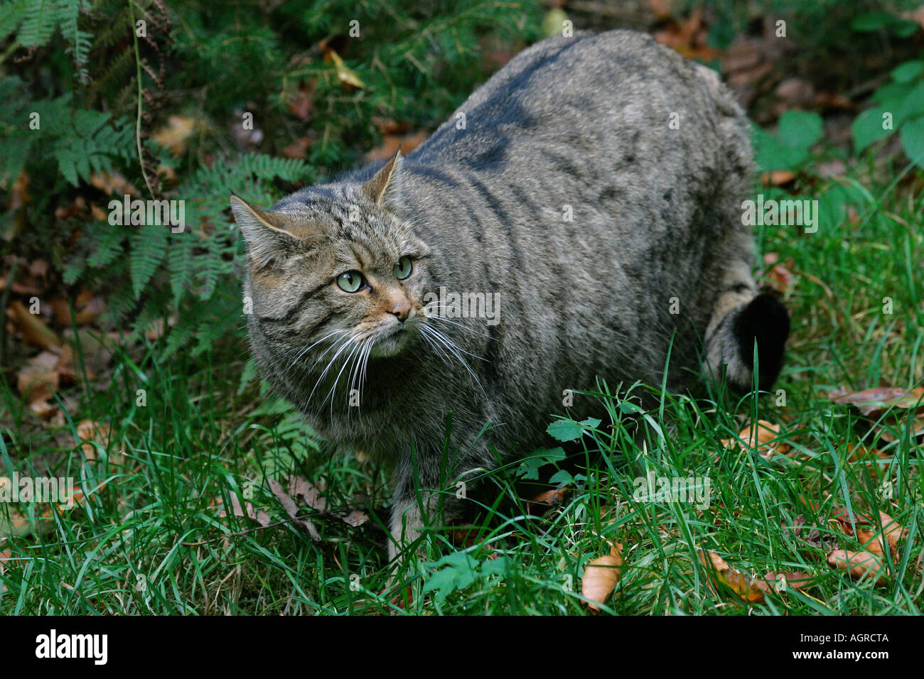Common Wild Cat European Wild Cat Stock Photo Alamy