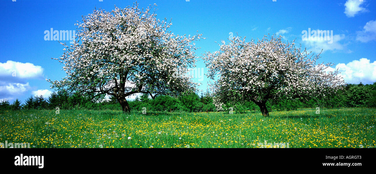 Meadow fruit trees hi-res stock photography and images - Alamy