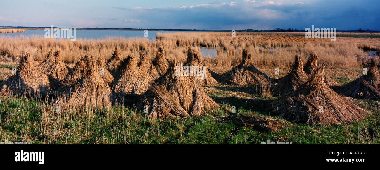 Reed stacks hi-res stock photography and images - Alamy
