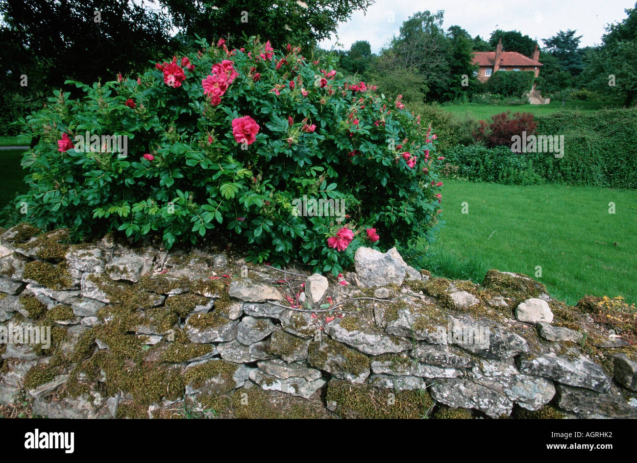 Roses garden cottage england hi-res stock photography and images - Alamy