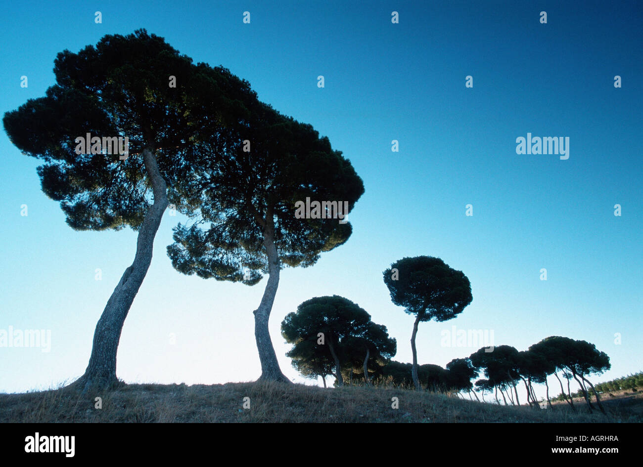 Pine trees silhouette hi-res stock photography and images - Alamy