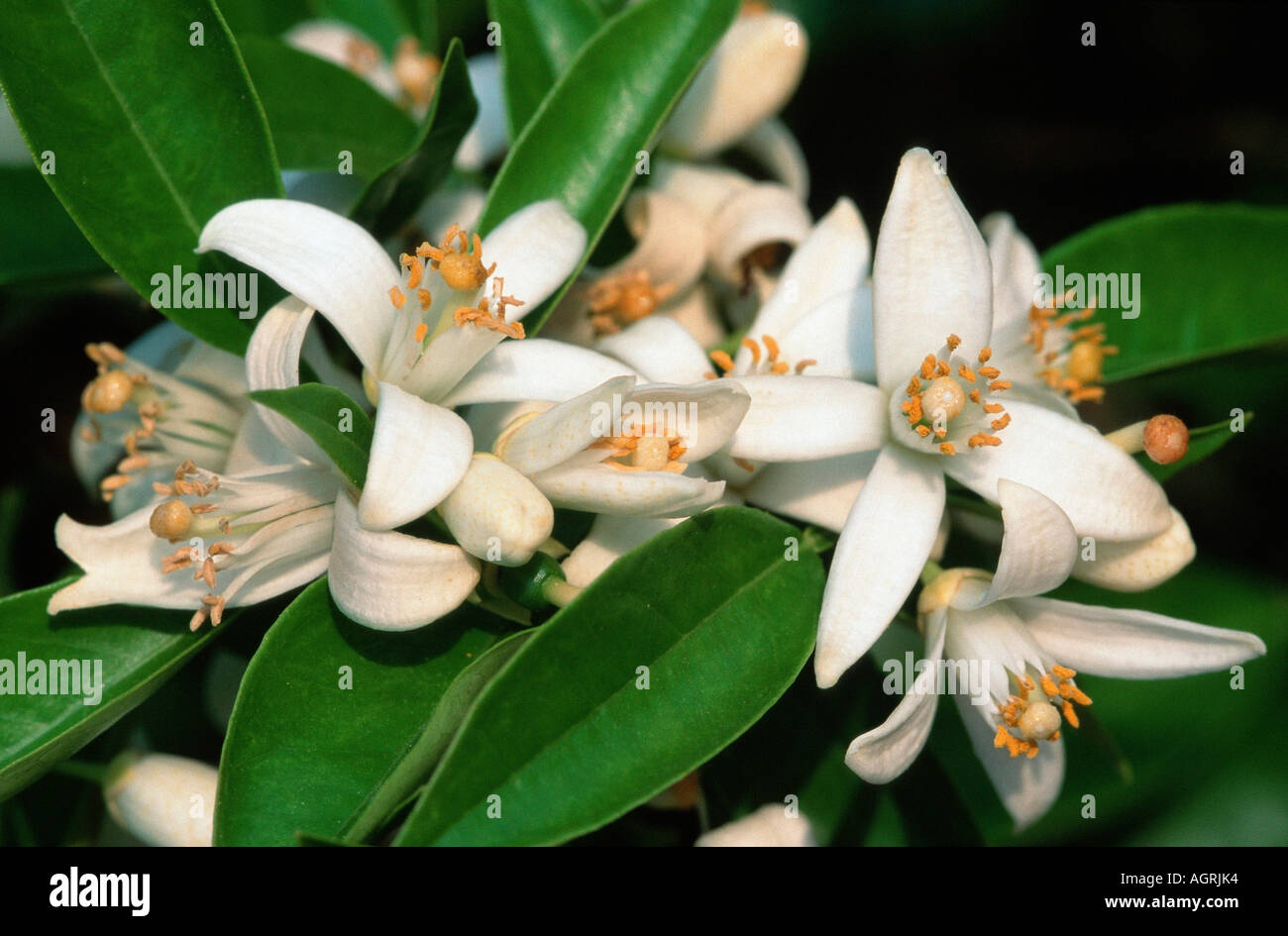 Orange blossoms hi-res stock photography and images - Alamy