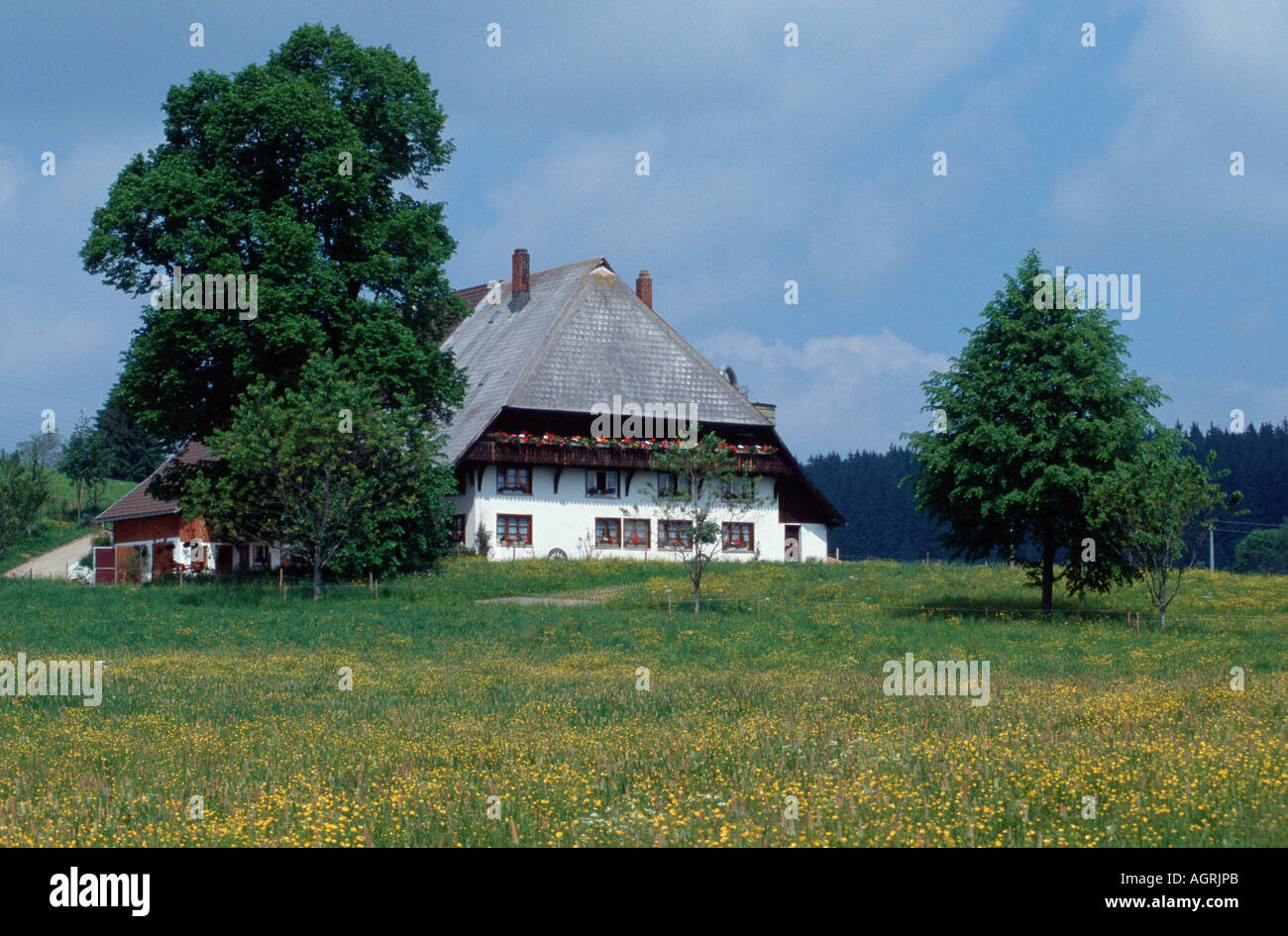 Estate forest hi-res stock photography and images - Alamy