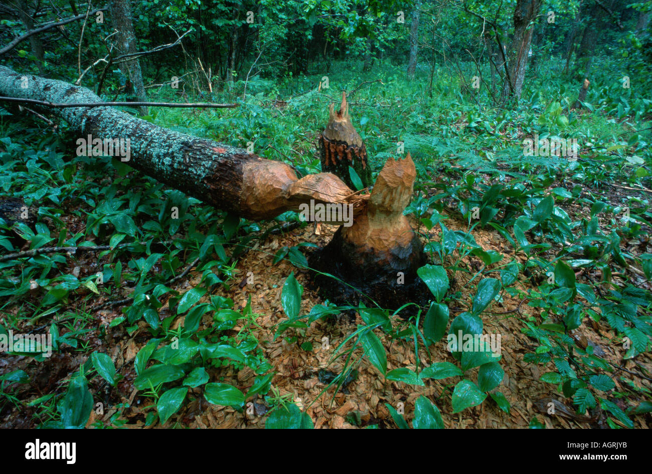 Tree chopped down by Beaver Stock Photo Alamy