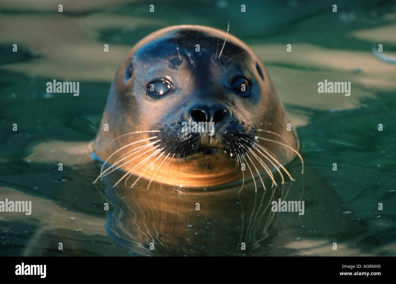 Harbour Seal Stock Photo