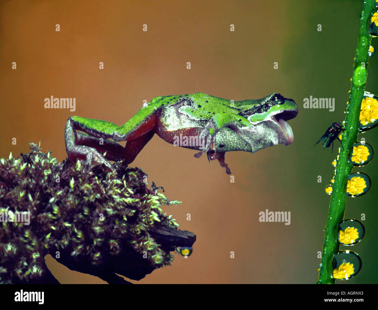 Tree Frog / Tree Toad Stock Photo