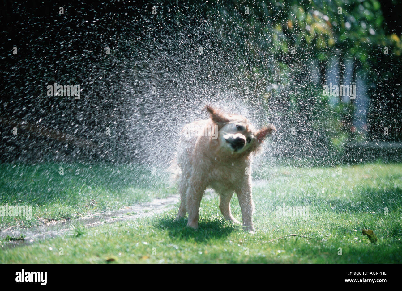Golden jour hi-res stock photography and images - Alamy