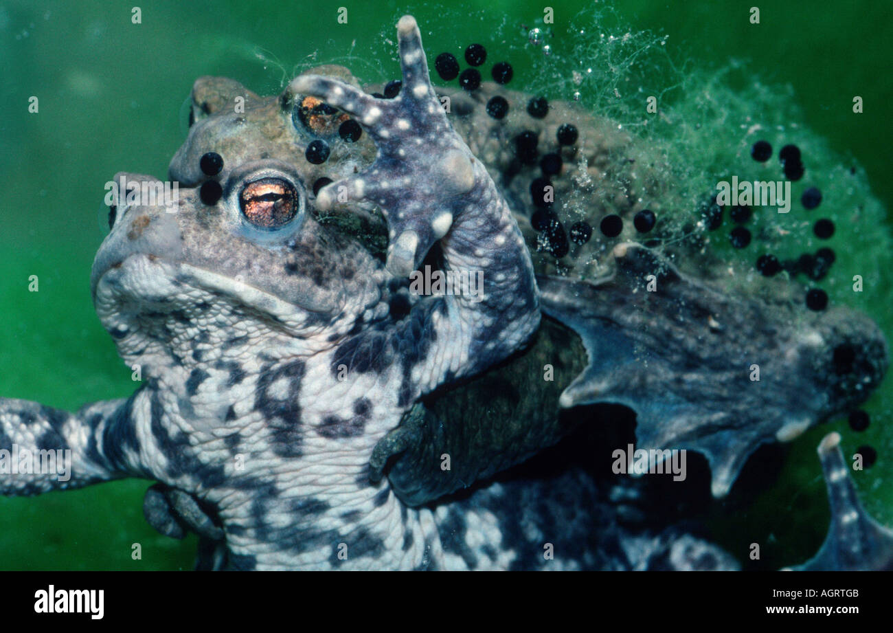 Toad underwater hi-res stock photography and images - Alamy