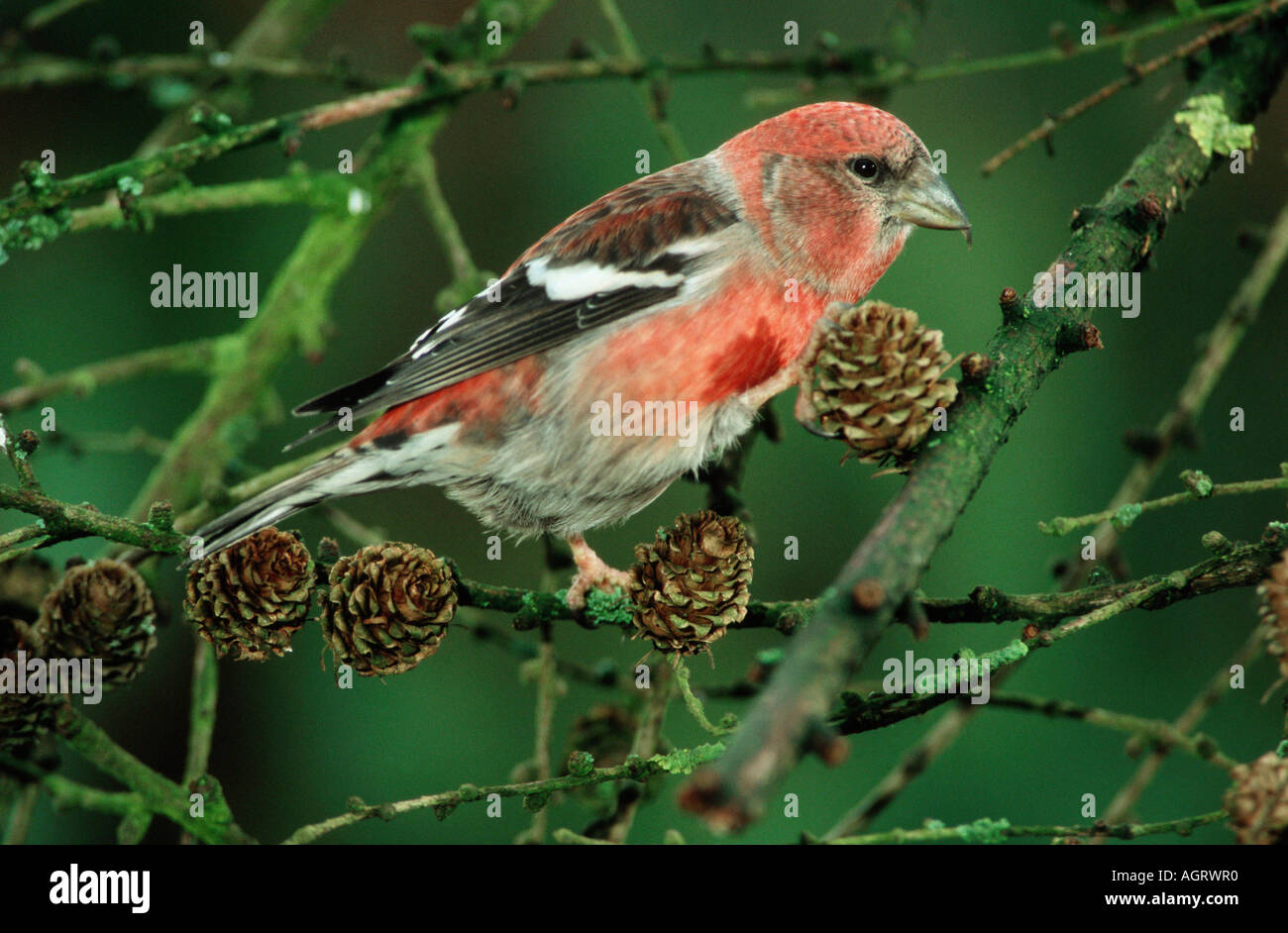 White-winged Crossbill / Two-barred Crossbill Stock Photo - Alamy