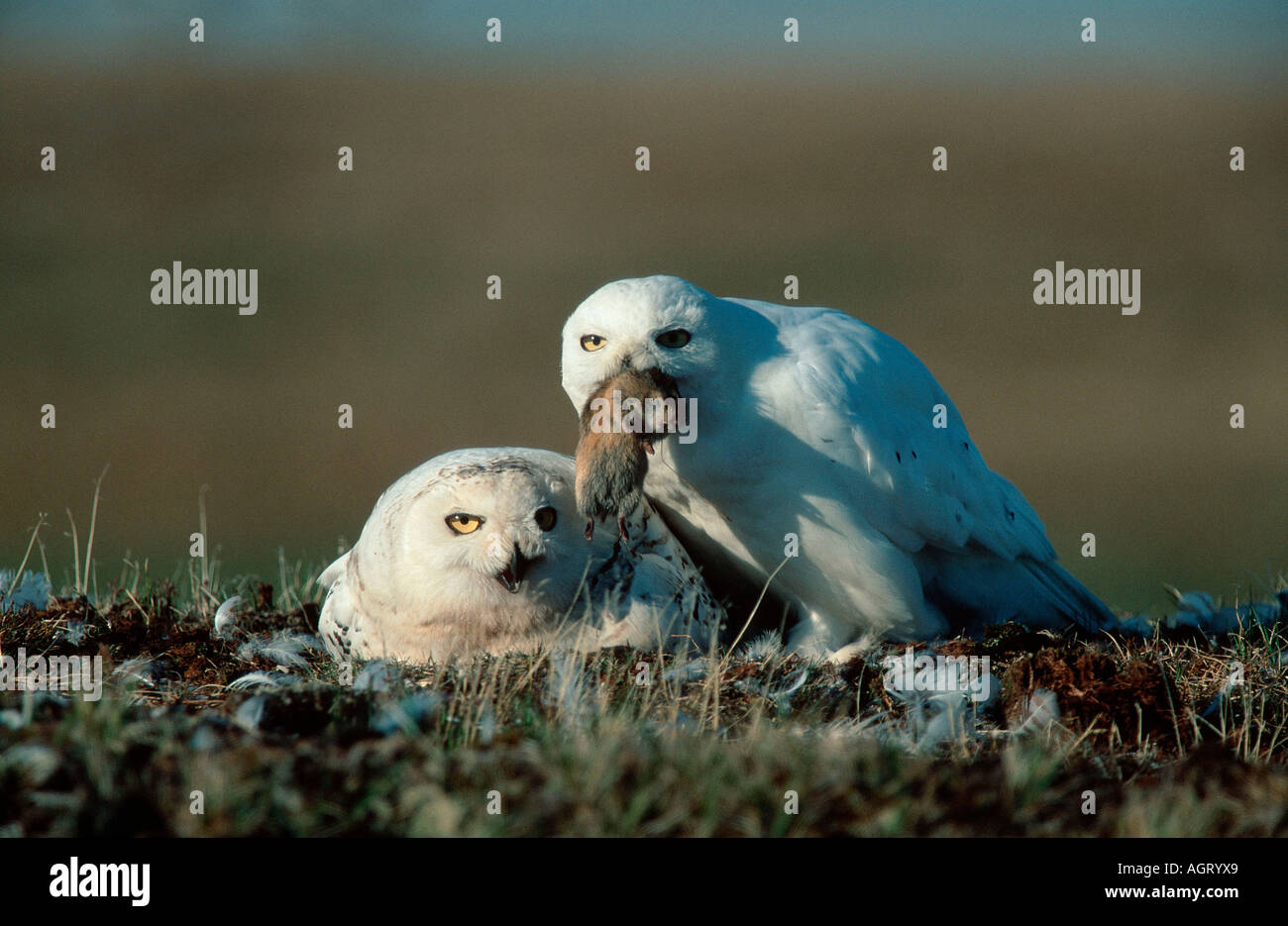 snowy-owl-eating-lemming