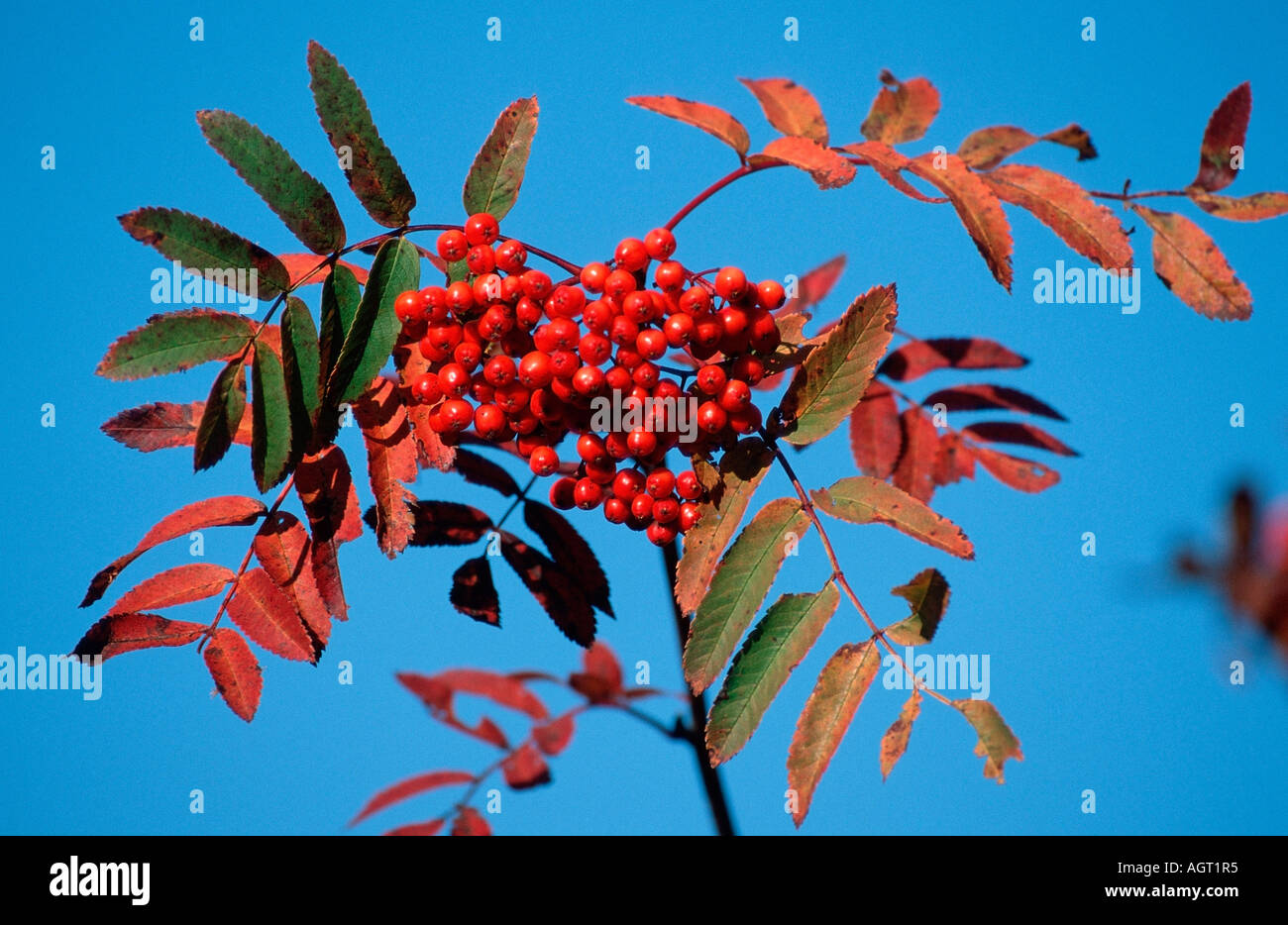 Rowan Ash / Mountain Ash Stock Photo Alamy