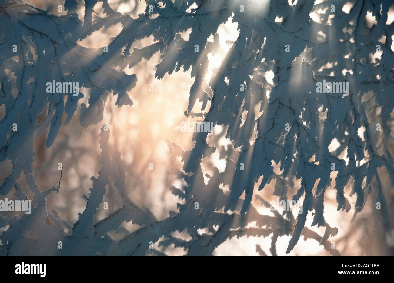 Sun rayes shining through birches Stock Photo