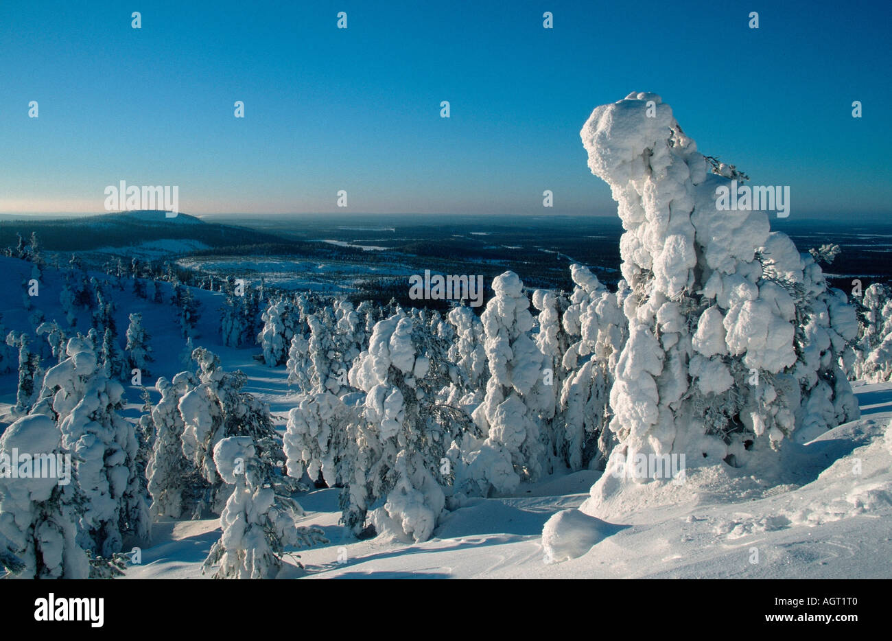 Snow covered coniferous forest Stock Photo - Alamy