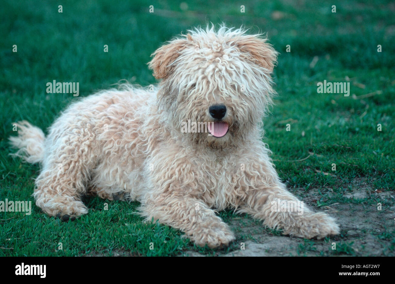 Puli / Hungarian Water Dog Stock Photo 