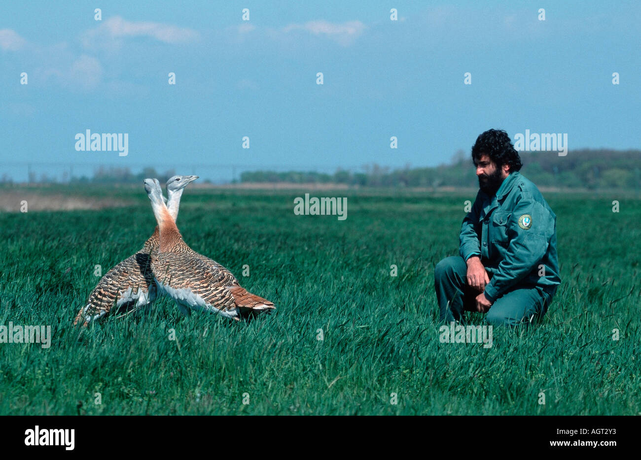Great Bustard Stock Photo: 8157746 - Alamy