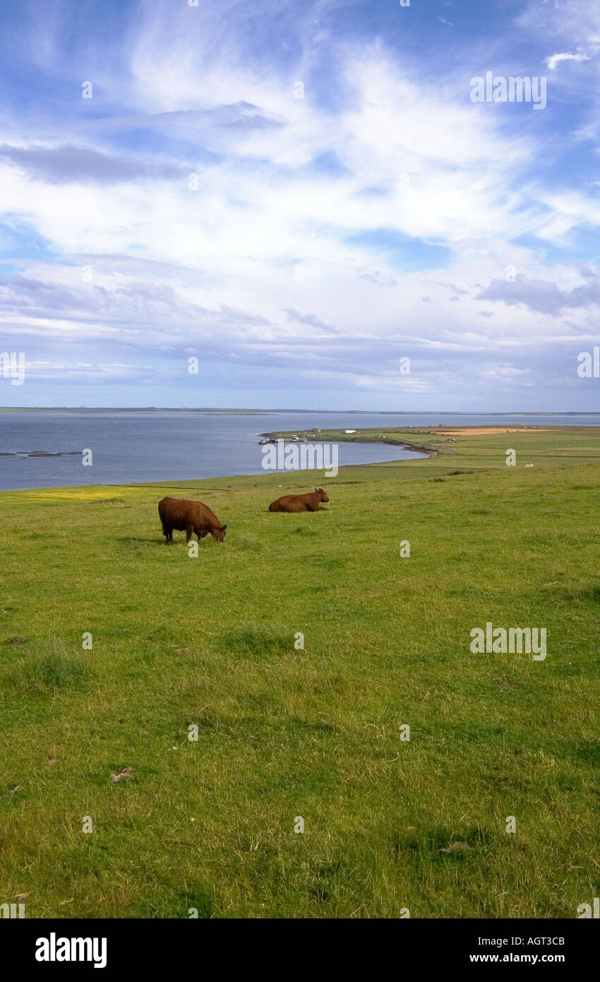 dh Bay of Backaland EDAY ORKNEY Cows grazing on hillside fish cages ferry terminal Stronsay fields uk farm animals in field Stock Photo