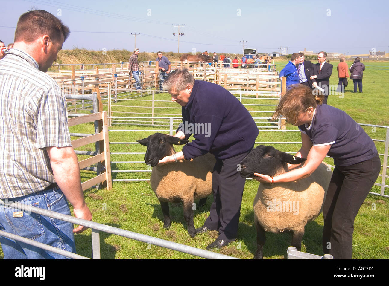 dh Annual Show SHAPINSAY ORKNEY Judge judging pair of Suffolk gimmer sheep at agricultural show ram people Stock Photo