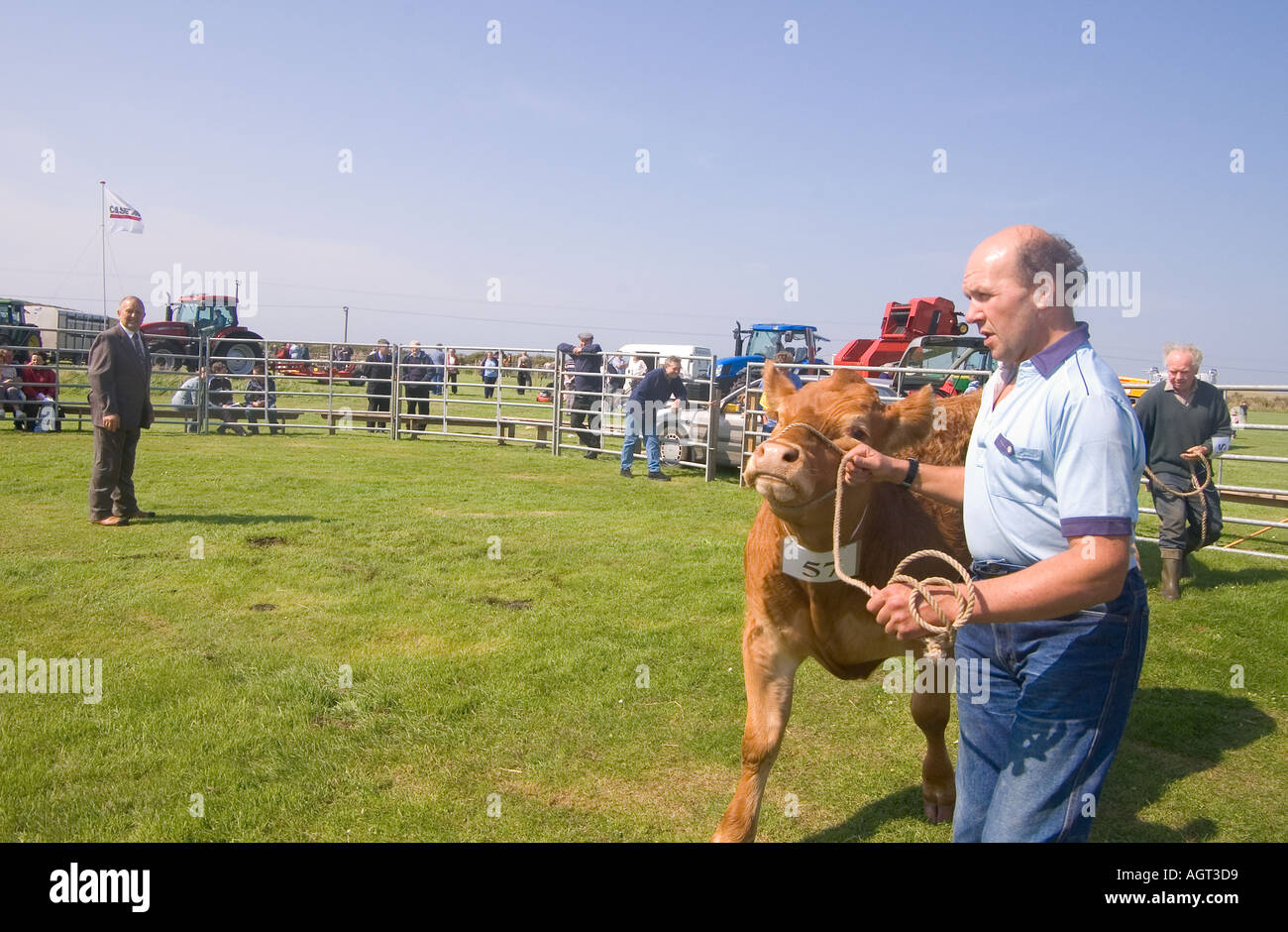 dh Annual Cattle Show SHAPINSAY ORKNEY Judge judging cross bred steer