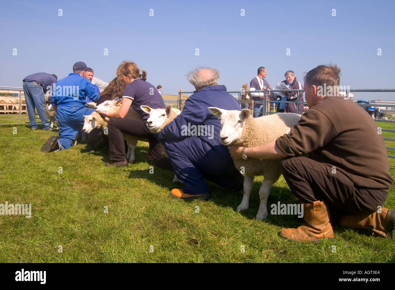 dh Annual Show SHAPINSAY ORKNEY Judge judging best pair of lambs at agricultural show Stock Photo