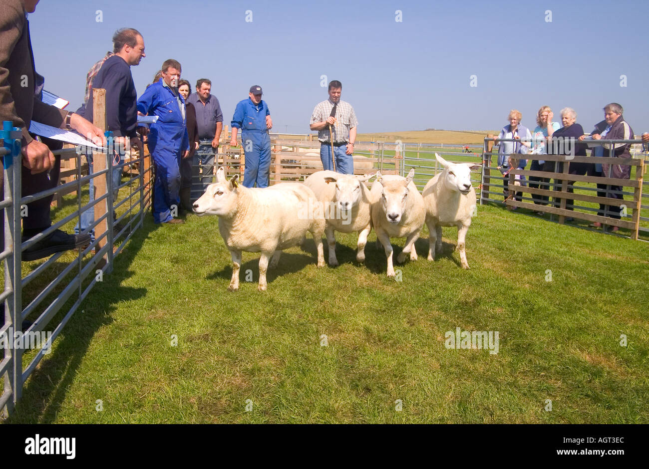 dh Annual Show SHAPINSAY ORKNEY Judge judging Ewe sheep at agricultural show Stock Photo