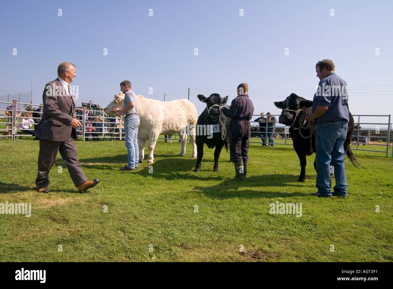dh Annual Cattle Show SHAPINSAY ORKNEY Beef cows Charolais and cross bred Heifers in agricultural show ring Stock Photo