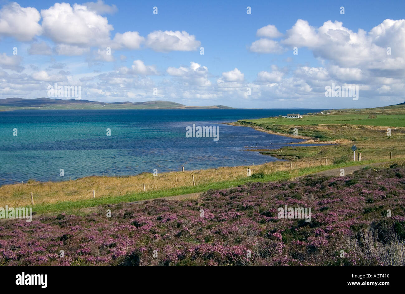 dh Bay of Quoys HOY ORKNEY Heather purple Calluna vulgaris Scapa Flow sea coast quiet seascape seashore Stock Photo