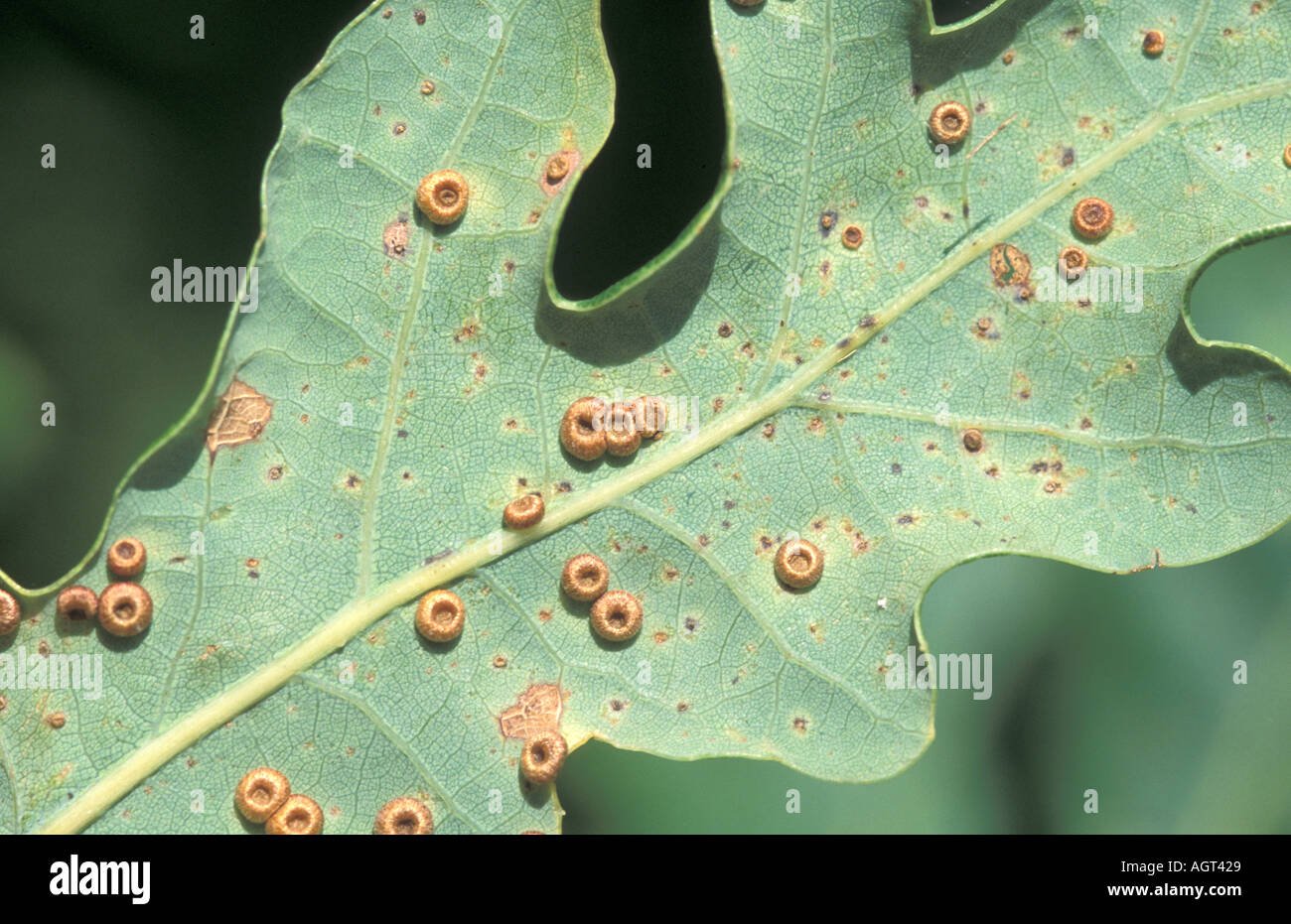 Oak tree fungus disease hires stock photography and images Alamy