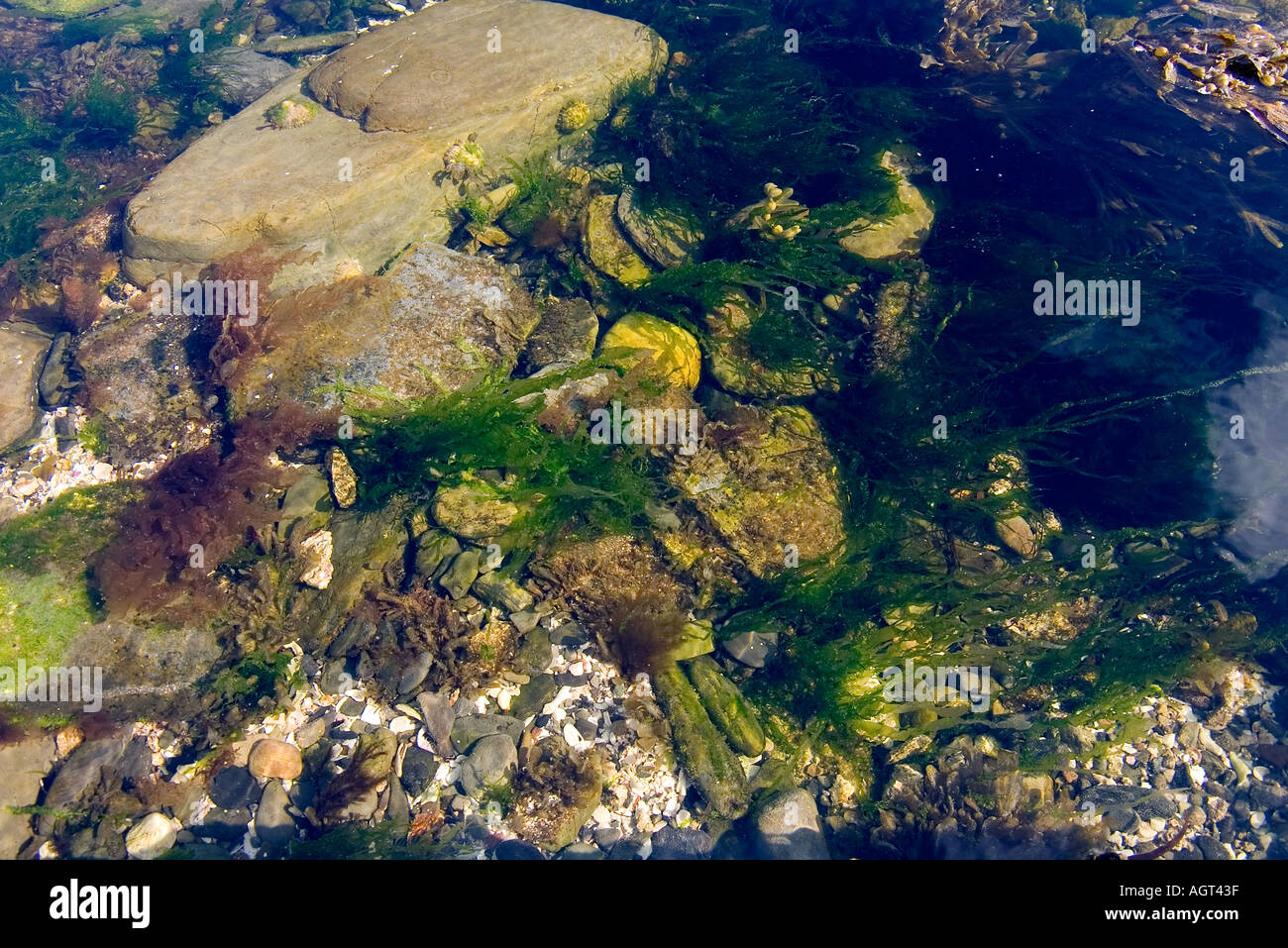 dh Rock pool SEAWEED UK Clear sea water Orkney shore green close up marine life scotland Stock Photo