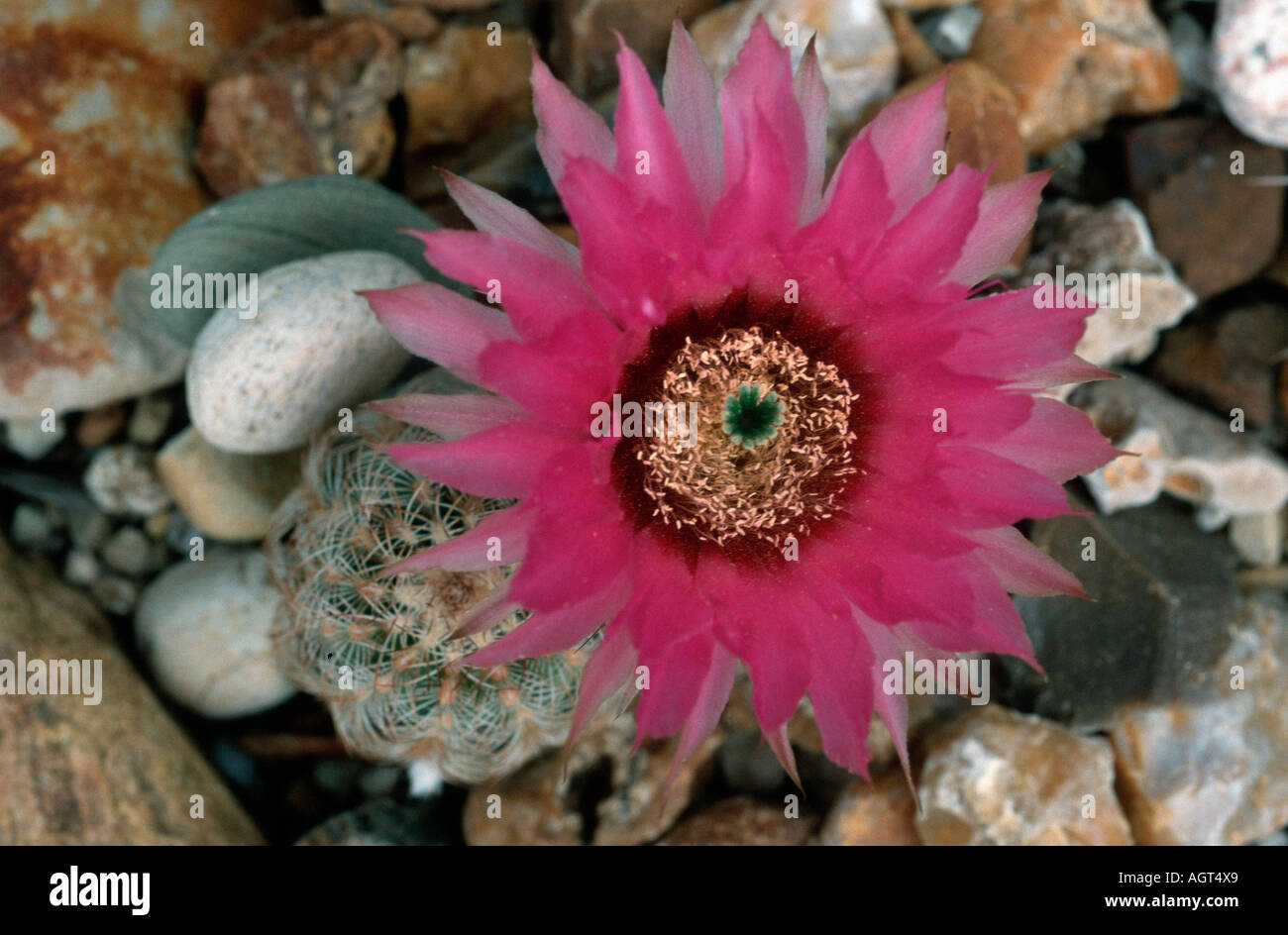 Cactus blossom Stock Photo
