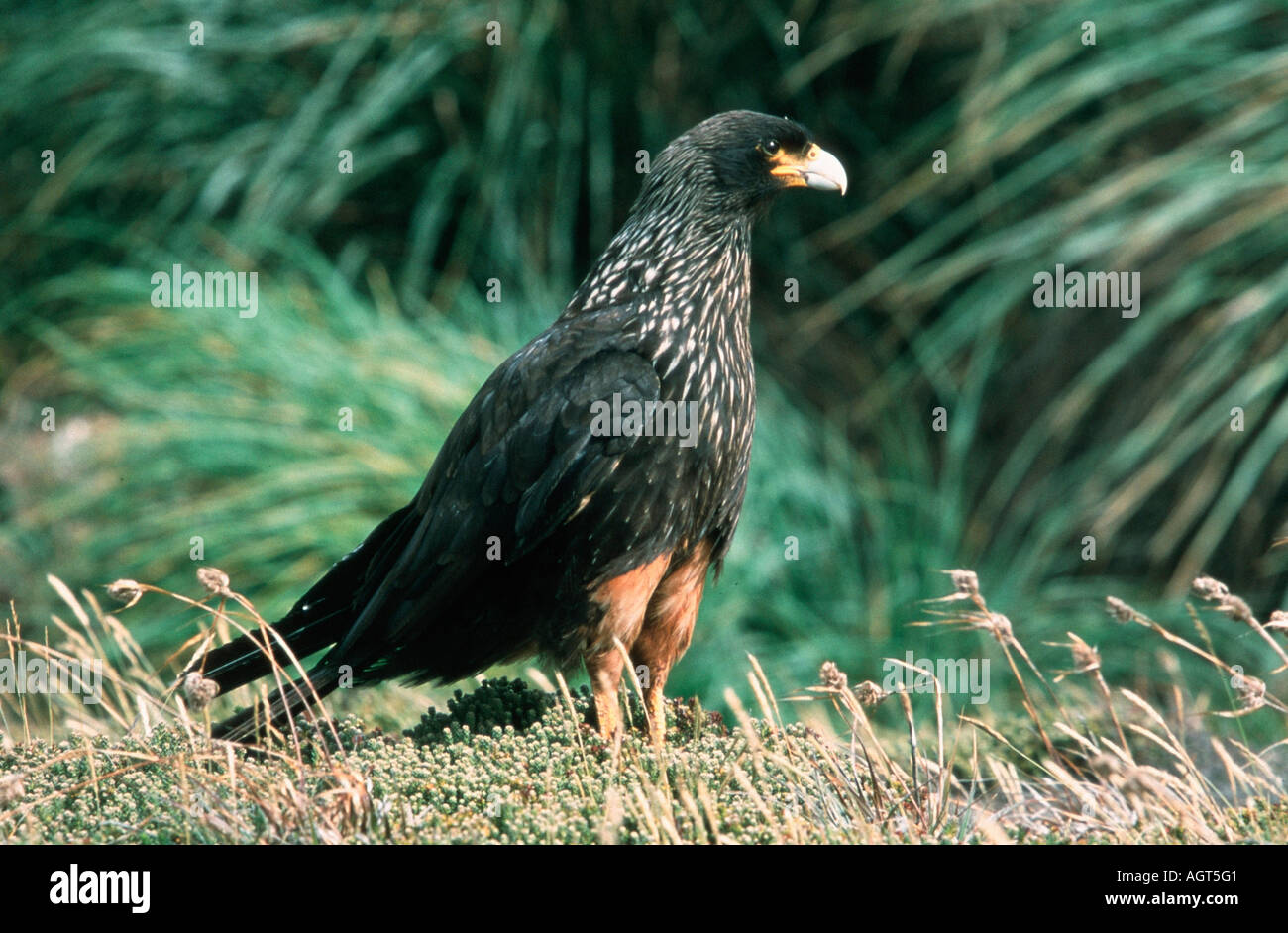 Phalcobaenus hi-res stock photography and images - Alamy