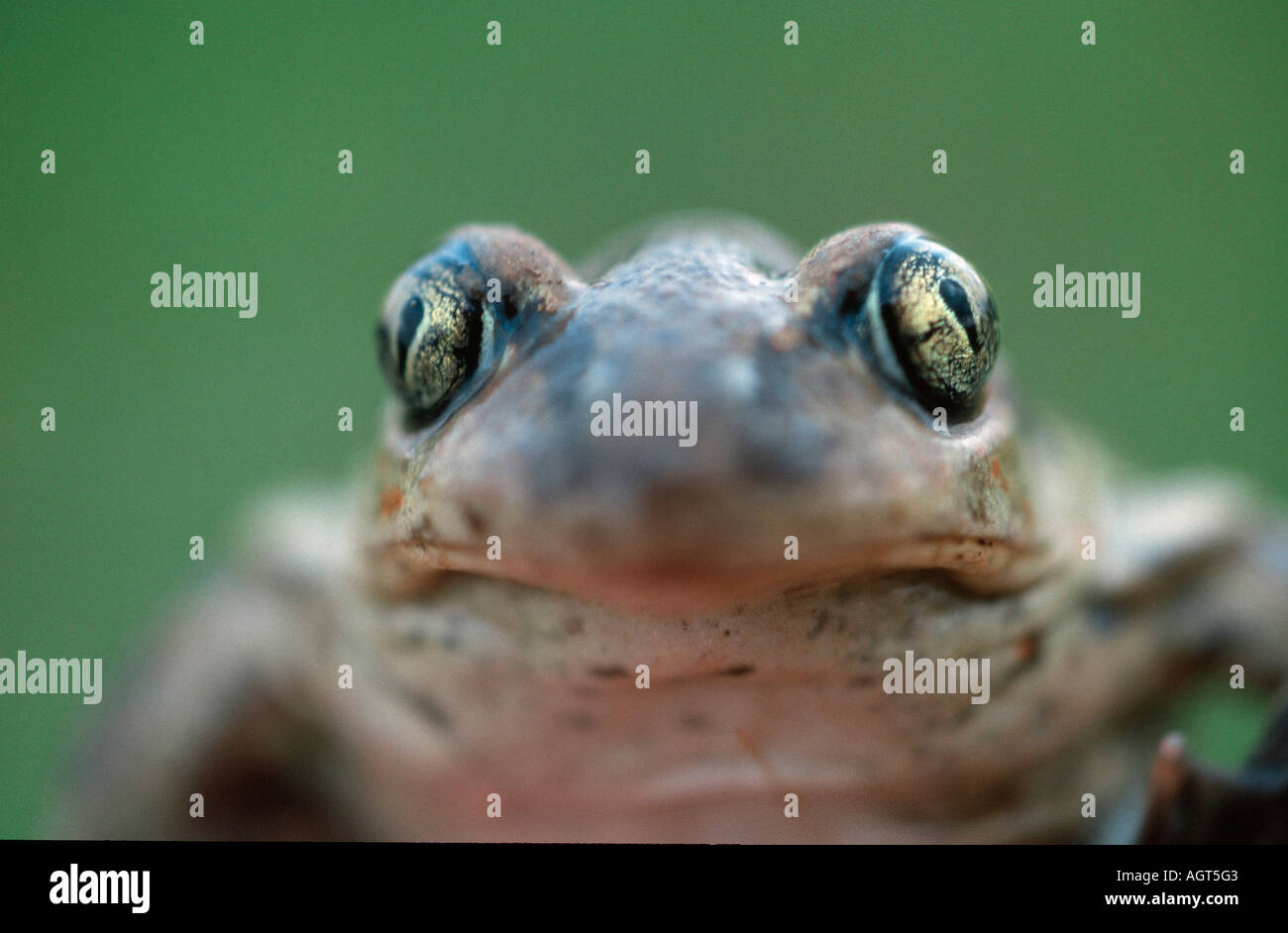 Common Spade Foot Stock Photo Alamy