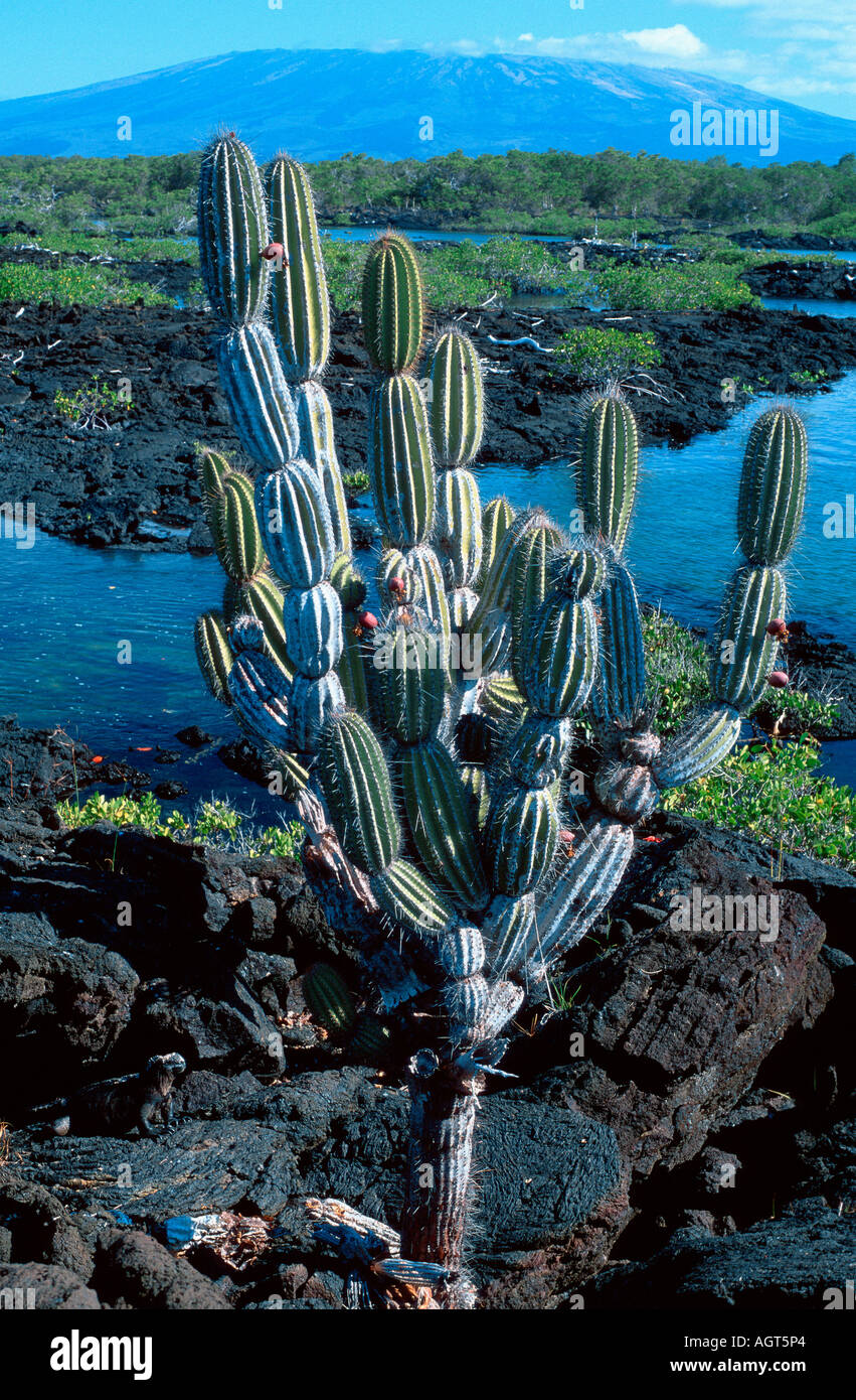 Candelabra cactus jasminocereus thouarsii hires stock photography and