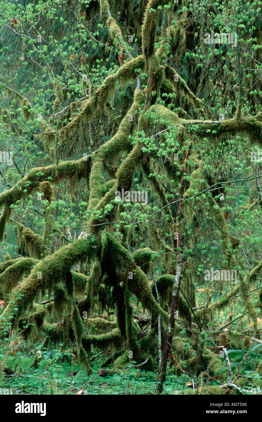 Temporate Rain Forest Stock Photo - Alamy